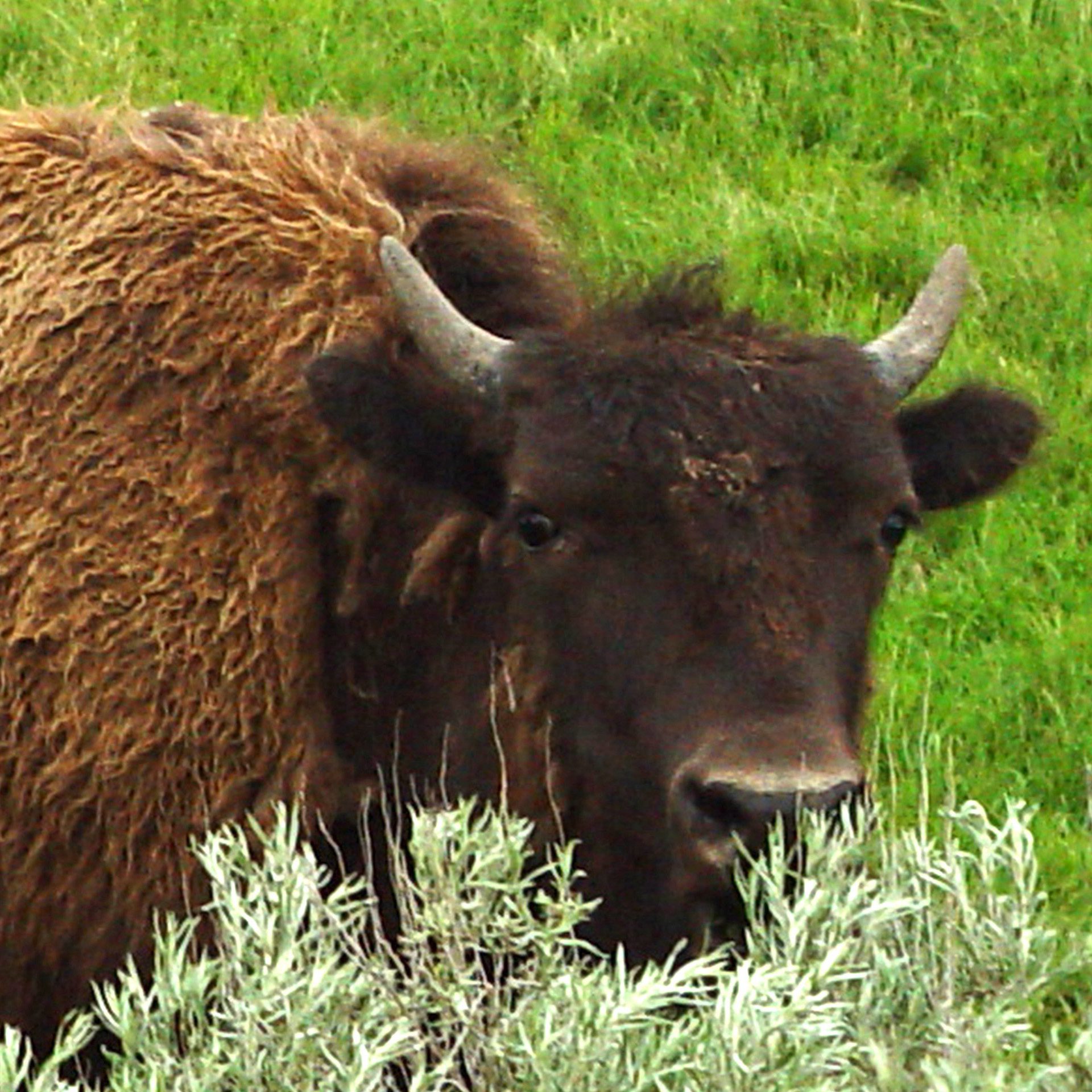 Bison Close-Up Grazing in Green Field