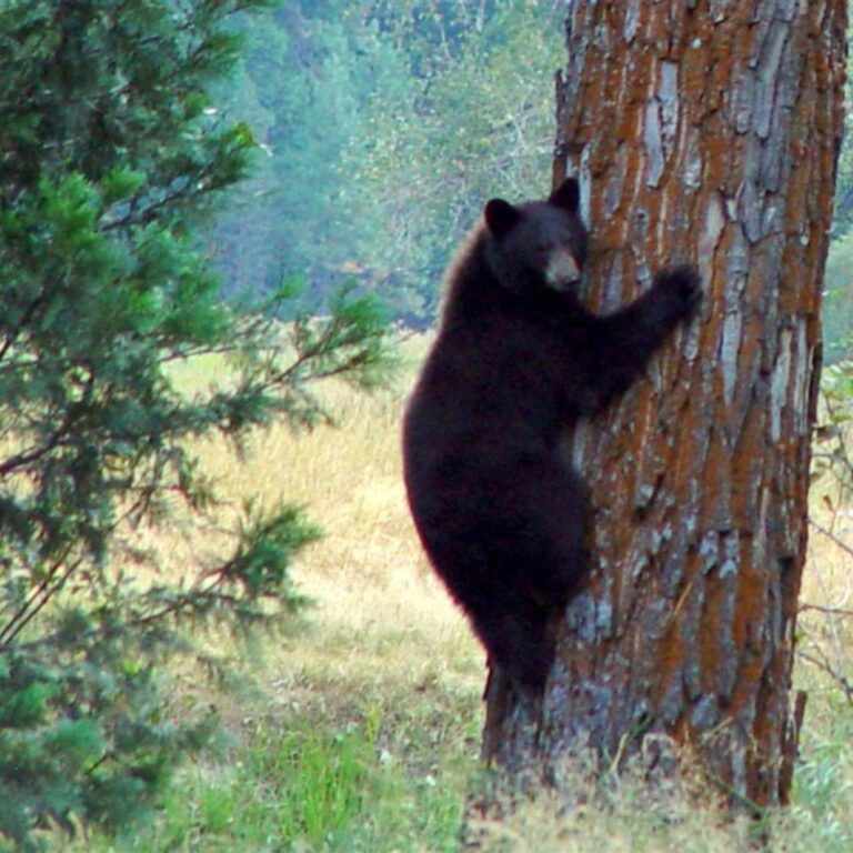 Black Bear Climbing Tree – Forest Wildlife Square Wallpaper