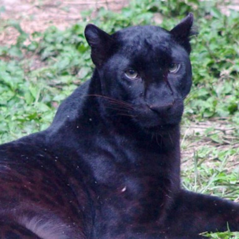Black Panther Wildlife Portrait – Big Cat Square Wallpaper