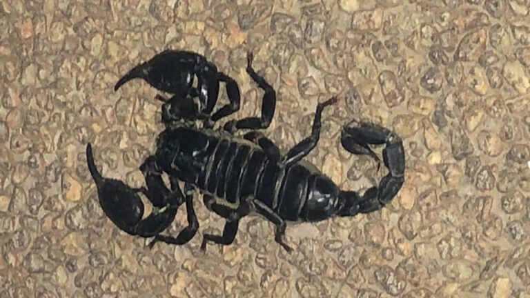 Black Scorpion Close-Up Macro Wallpaper