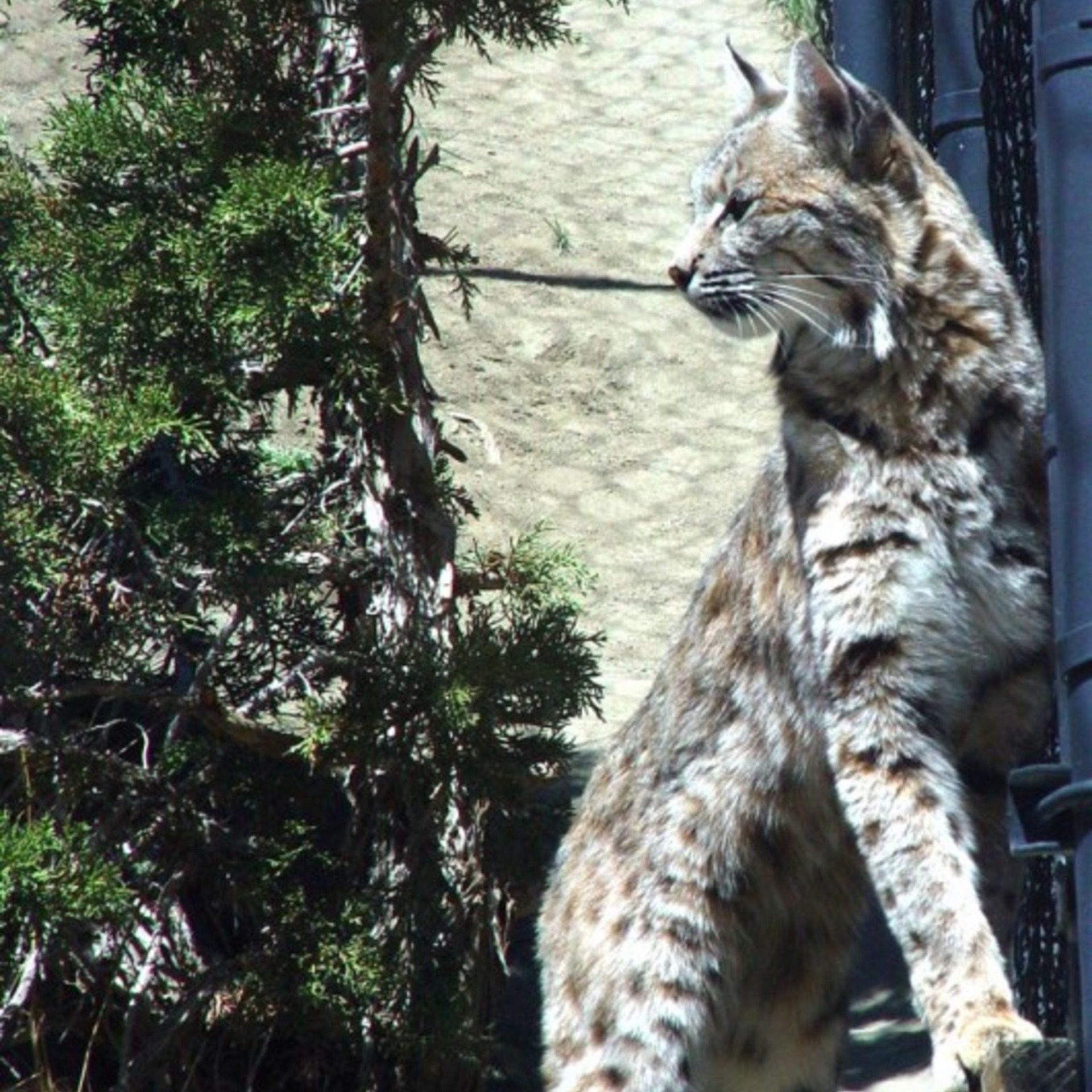 Bobcat Wildlife Portrait – Forest Predator Square Wallpaper