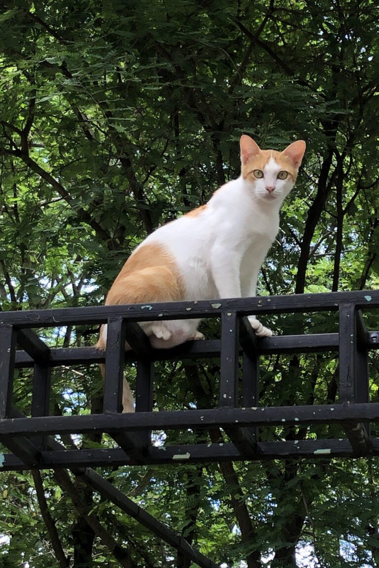 Cat Sitting on Fence – Curious Outdoor Portrait