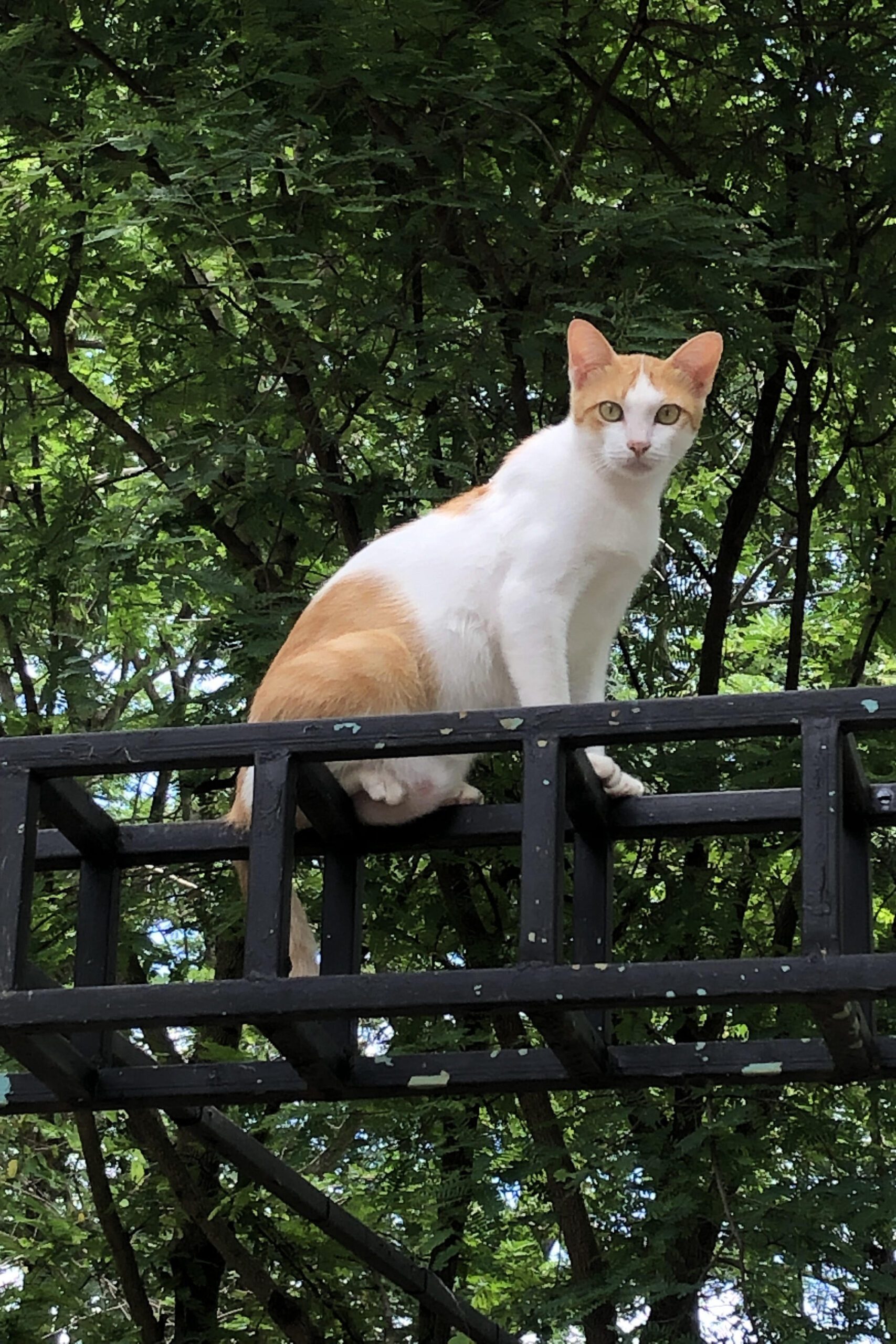 Cat Sitting on Fence – Curious Outdoor Portrait