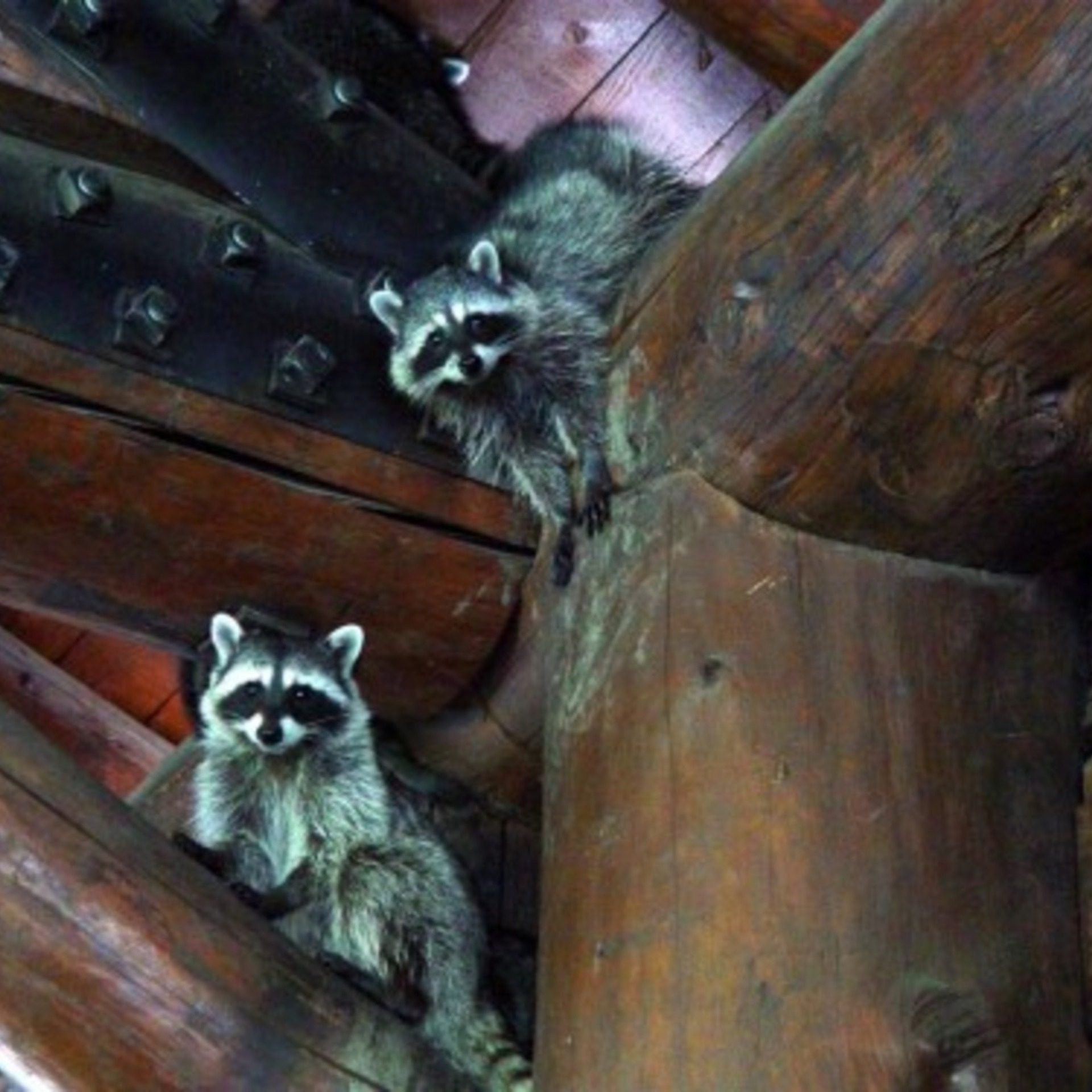 Curious Raccoons – Wildlife Square Wallpaper