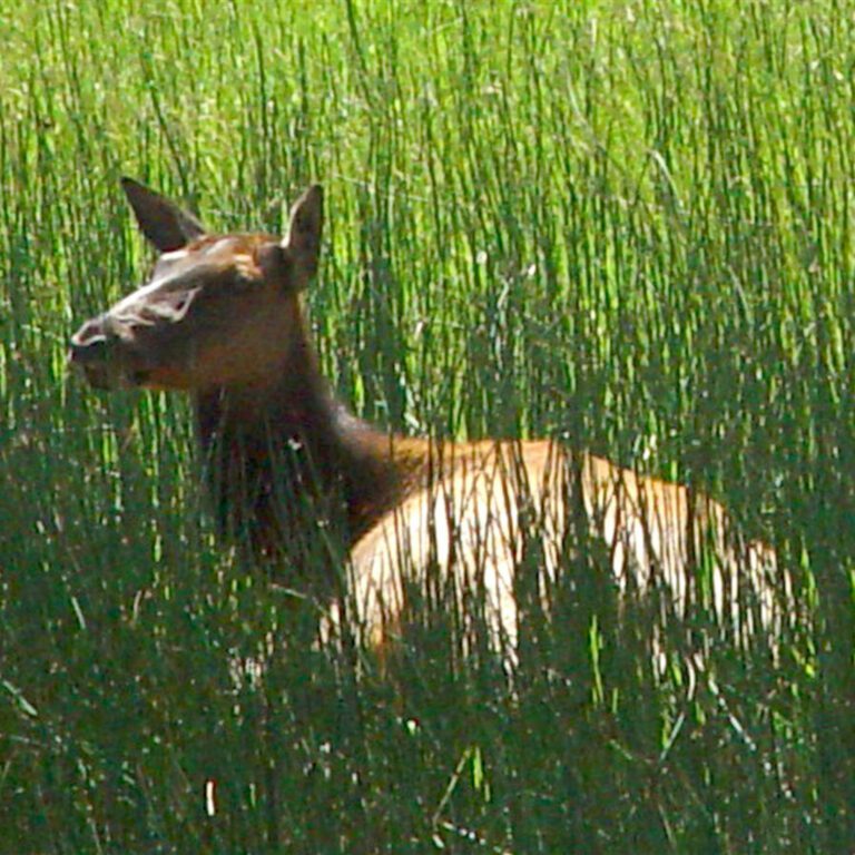 Deer in Tall Grass Meadow – Wildlife Square Wallpaper
