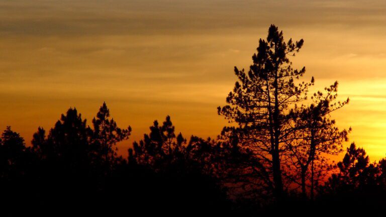 Doi Inthanon Pine Trees Sunset Thailand Wallpaper
