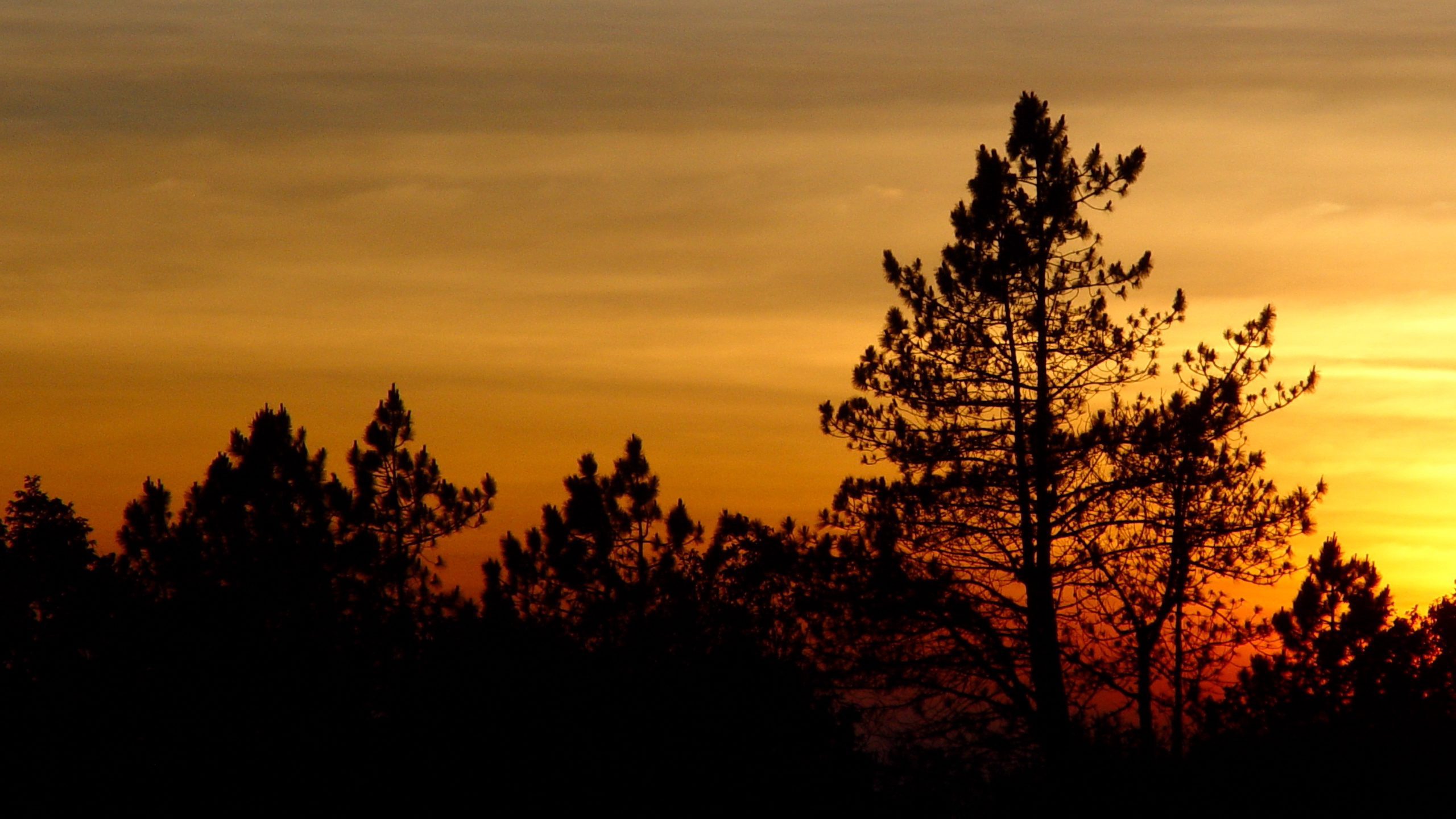 Doi Inthanon Pine Trees Sunset Thailand Wallpaper