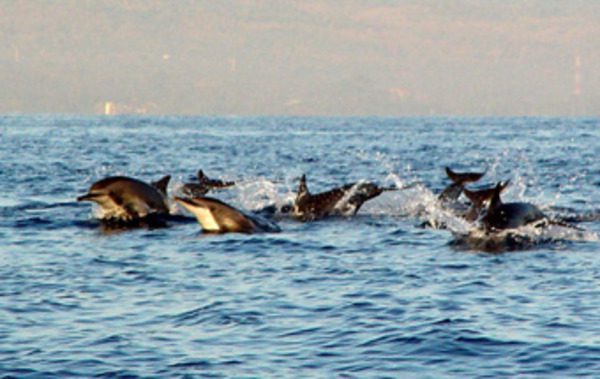 Dolphins playing and jumping through the air on a Sunrise Dolphin Tour in Bali.