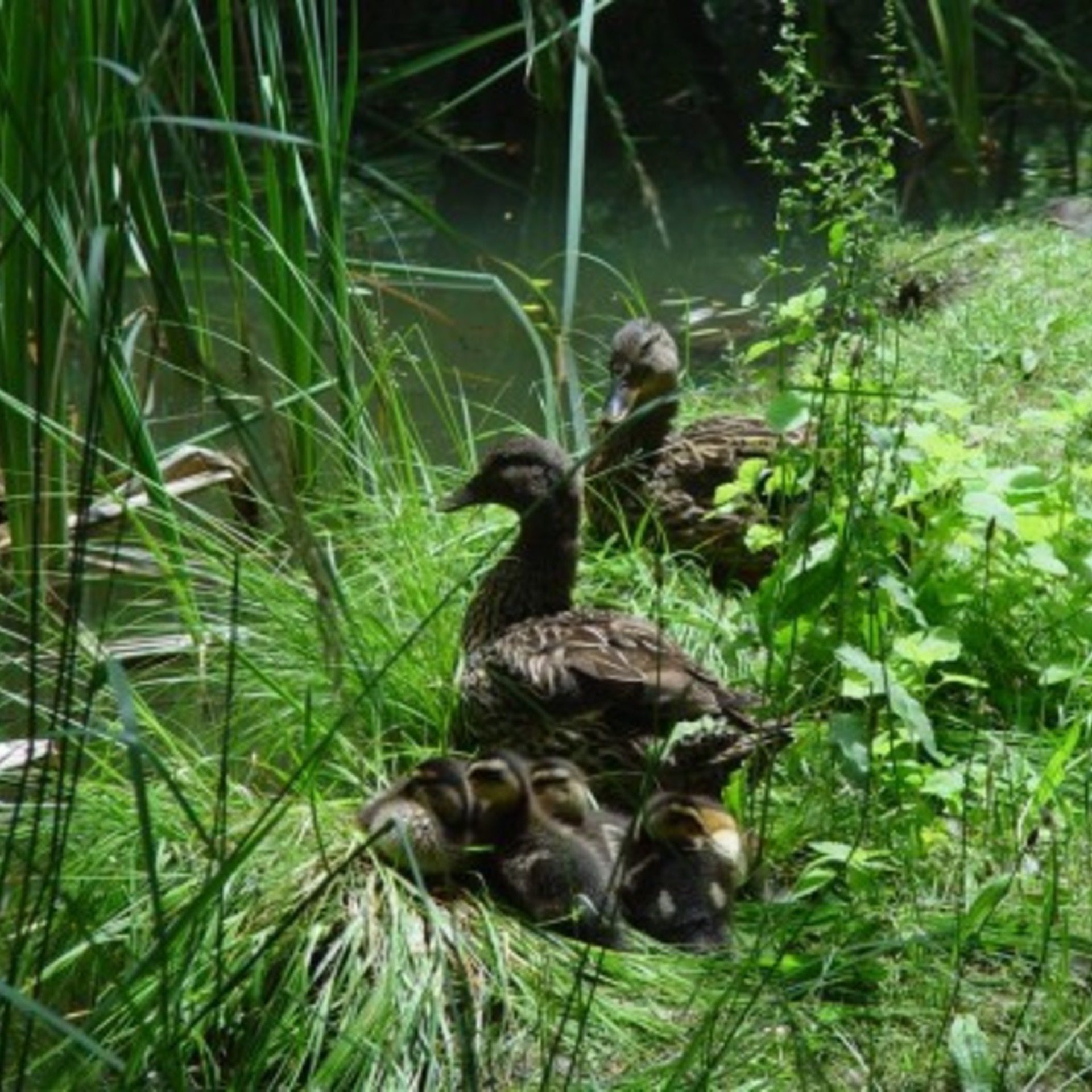 Duck Family by the Pond – Wildlife Square Wallpaper