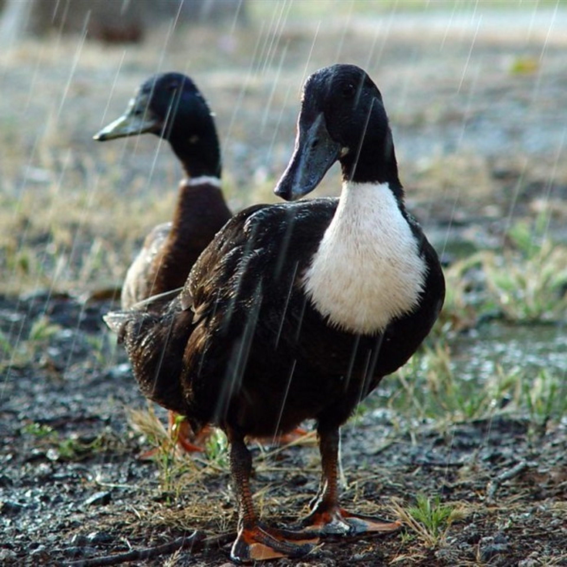 Ducks Playing in a Sprinkler – Cooling Off on a Hot Day