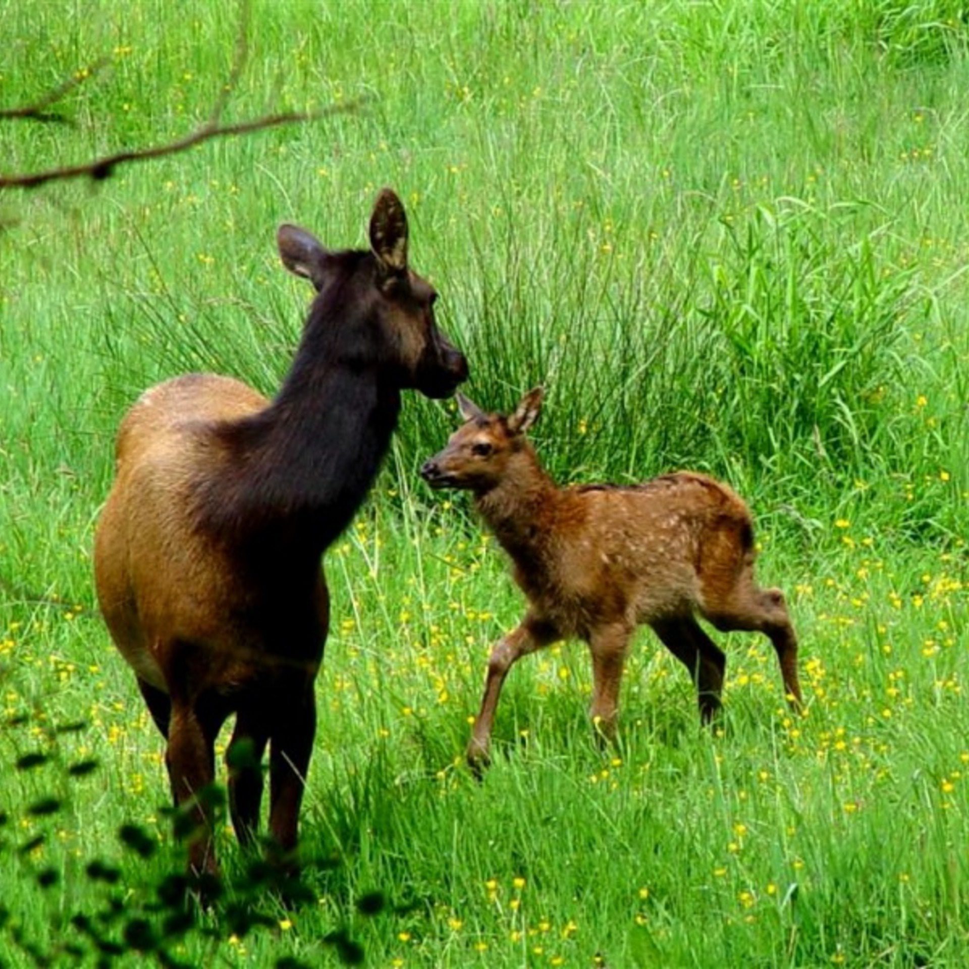 Elk Mother and Calf – Meadow Wildlife Square Wallpaper