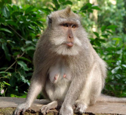 Female macaque sitting on a stone ledge in Sacred Monkey Forest