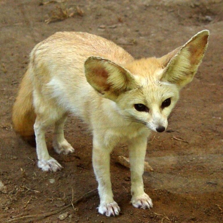 Fennec Fox Portrait – Desert Wildlife Square Wallpaper