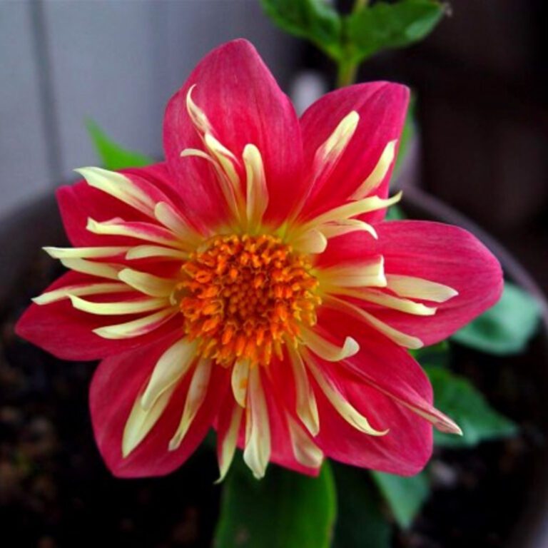 Flame Dahlia Flower – Vibrant Floral Square Wallpaper