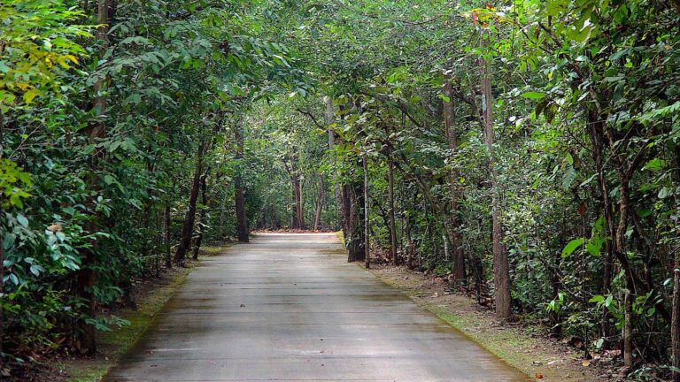 Forest Road Path Through Green Trees