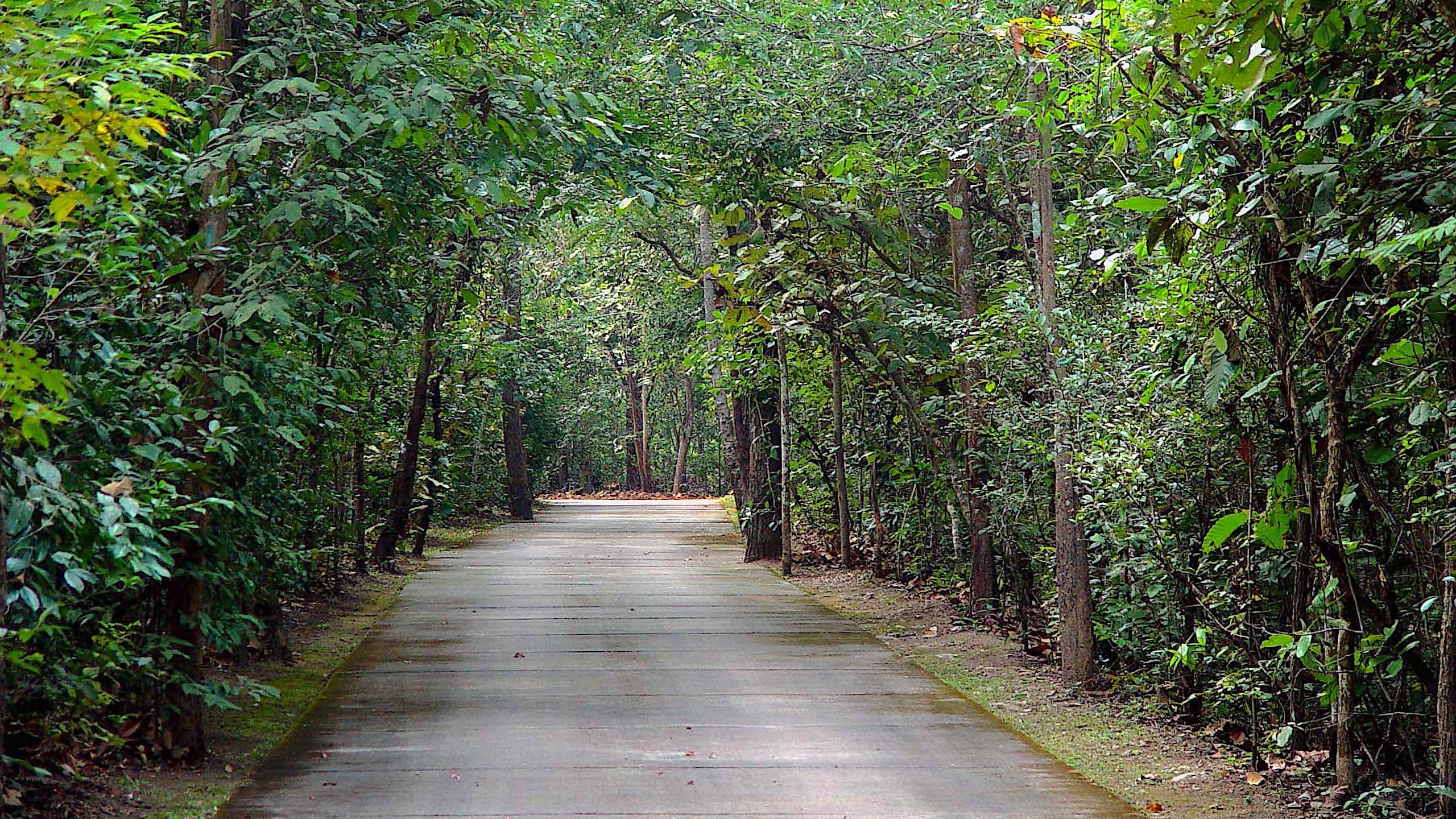 Forest Road Path Through Green Trees