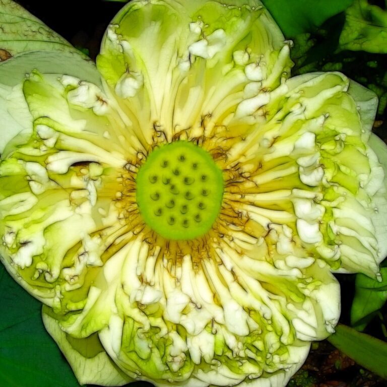 Green Lotus Flower Macro – Abstract Texture Detail
