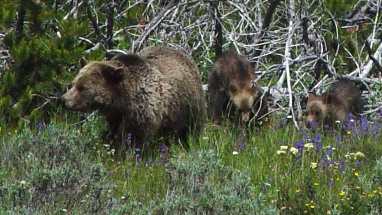Grizzly Bear with Cubs in Wildflower Meadow
