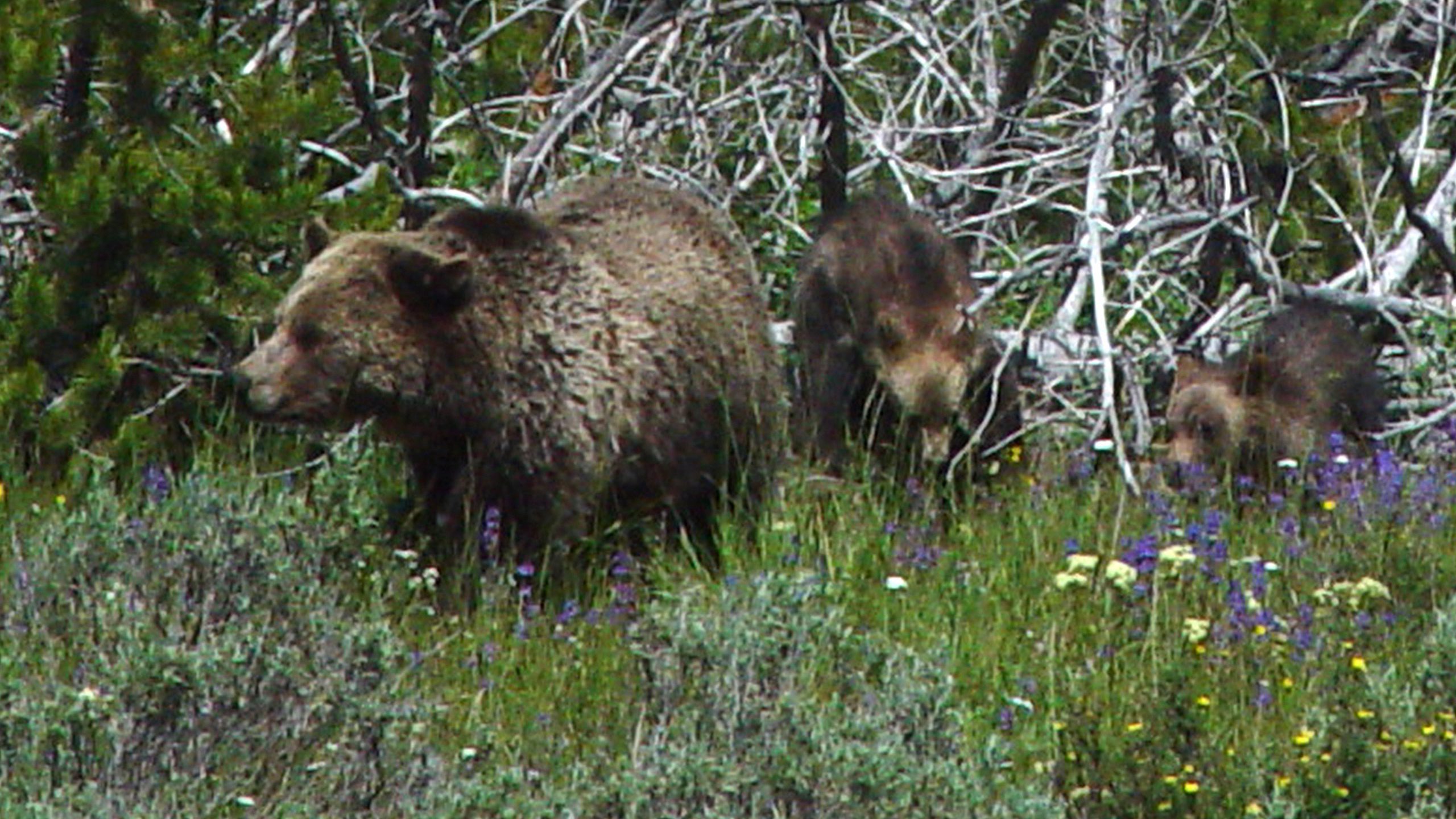 Grizzly Bear with Cubs in Wildflower Meadow