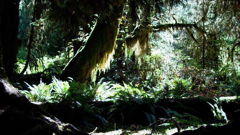 Hoh Rainforest – Moss Covered Trees & Sunlight