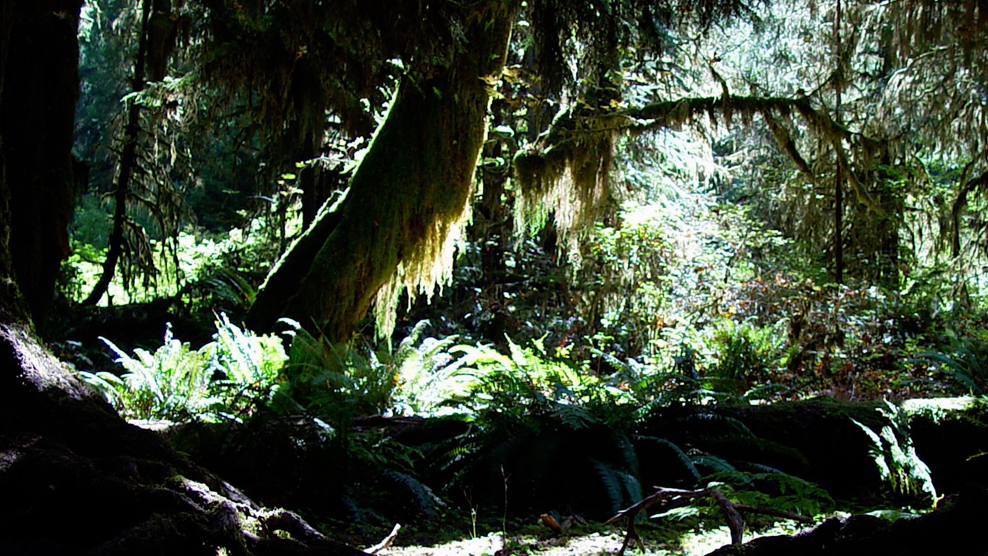 Hoh Rainforest – Moss Covered Trees & Sunlight