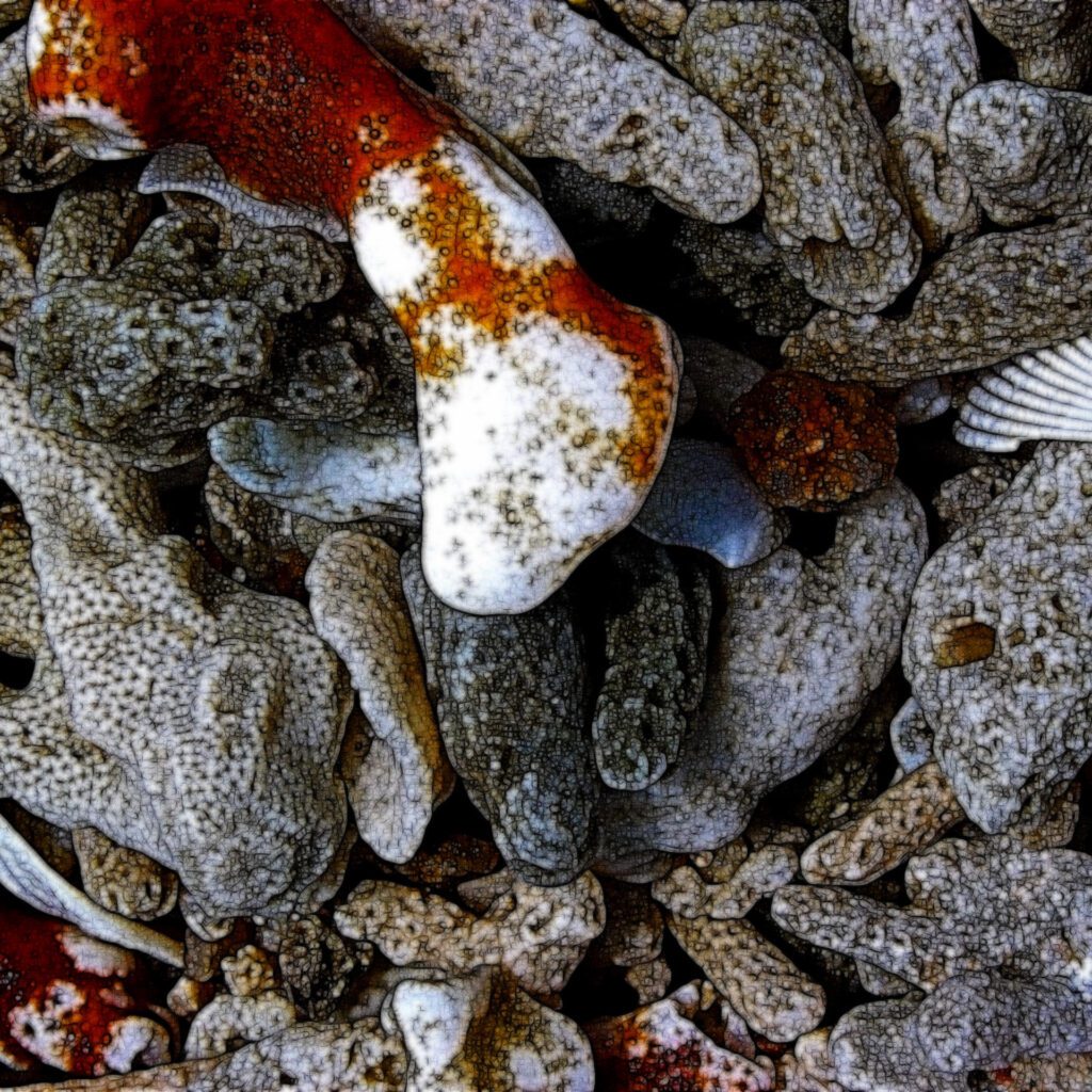 Koh Tao — The Vacation That Taught Me How I Like to Travel 4 Close-up abstract coral textures and reef fragments on the shore of Koh Tao Thailand
