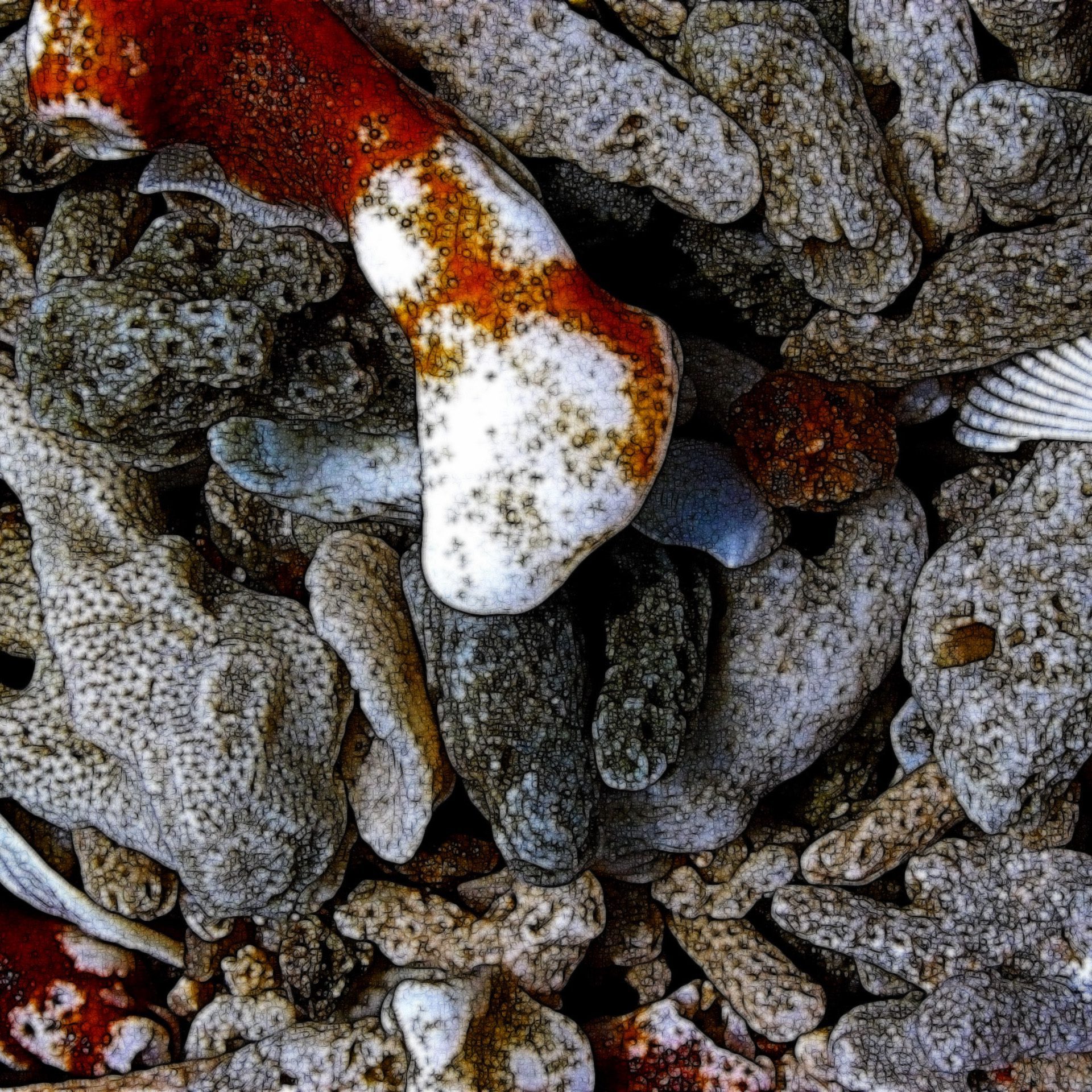 Coral Texture Abstract — Koh Tao