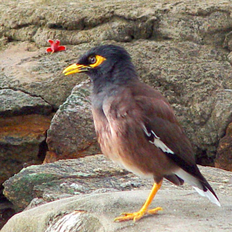 Myna Bird on the Rocks – Koh Tao Thailand