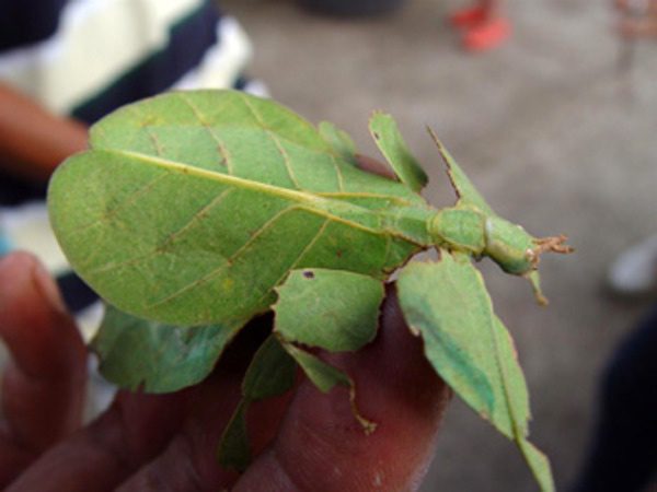 Leaf insect camouflage display at Bali Butterfly Gardens
