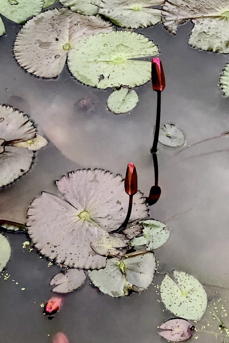 Lotus Buds Rising Among Lily Pads