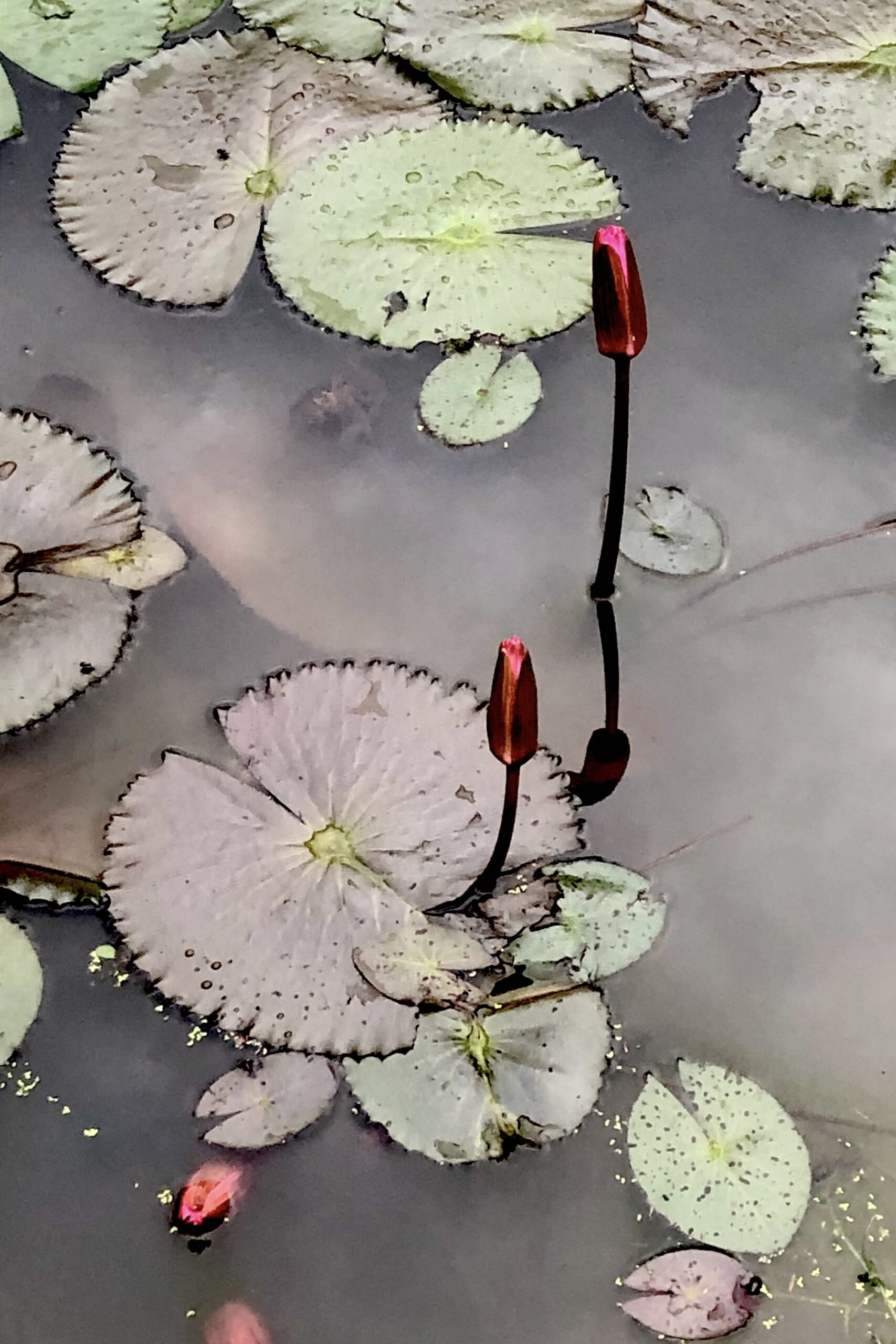 Lotus Buds Rising Among Lily Pads