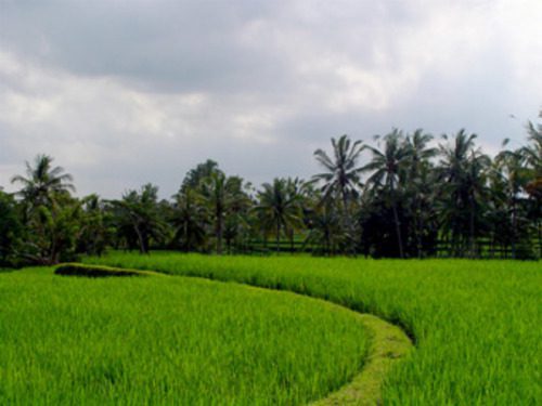 Lush green rice fields surrounded by palm trees in Ubud Bali