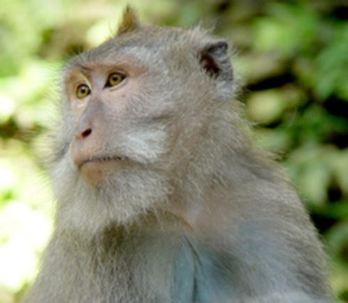 Close-up portrait of a macaque monkey in Sacred Monkey Forest Ubud