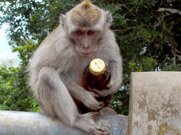 Macaque monkey holding a bottle beside the road in Bali