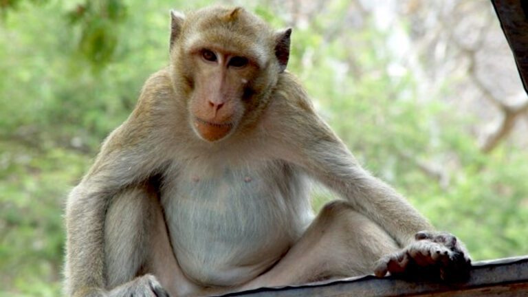 Macaque Monkey Portrait – Close-Up Expression