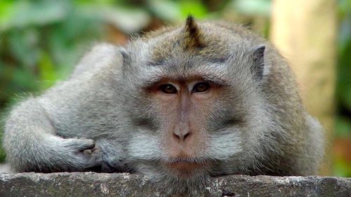 Peaceful Macaque Monkey resting on a wall.
