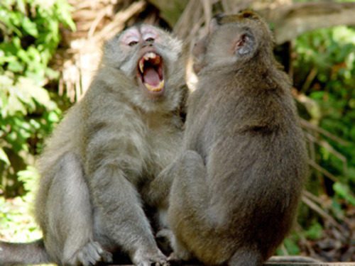 Two monkeys interacting closely in Sacred Monkey Forest Ubud