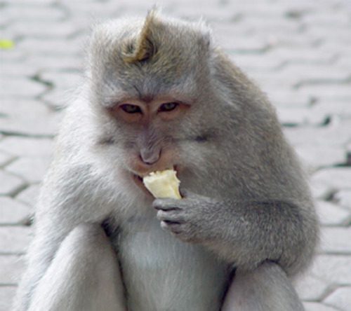 Close-up of a monkey eating a banana in Sacred Monkey Forest Bali