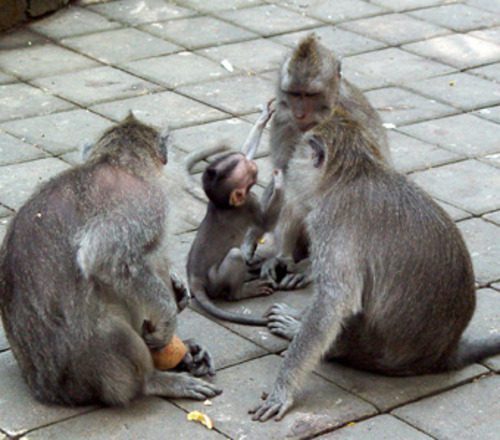 Monkey family gathered together in Sacred Monkey Forest Ubud