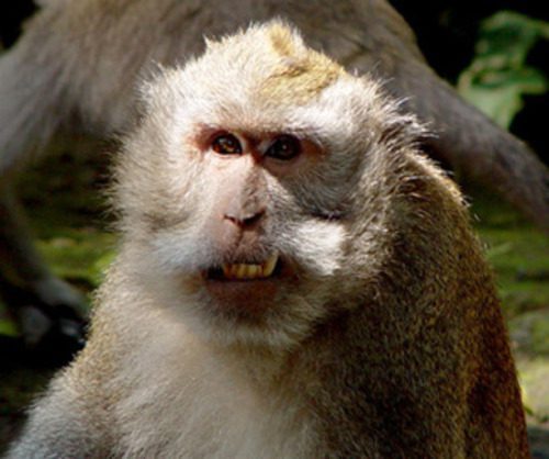 Portrait of a macaque monkey sitting in sunlight in Ubud Bali