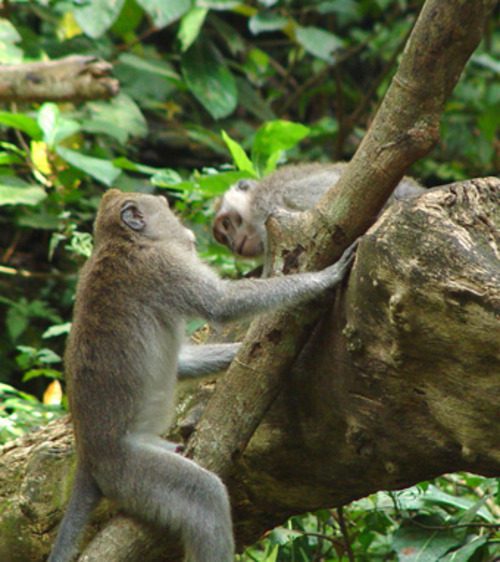 Two monkeys climbing and playing on a tree in Sacred Monkey Forest