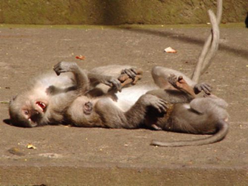 Two monkeys playing together on the ground in Sacred Monkey Forest