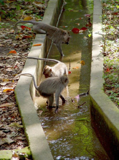 Macaque monkeys standing in a water channel in Sacred Monkey Forest Bali