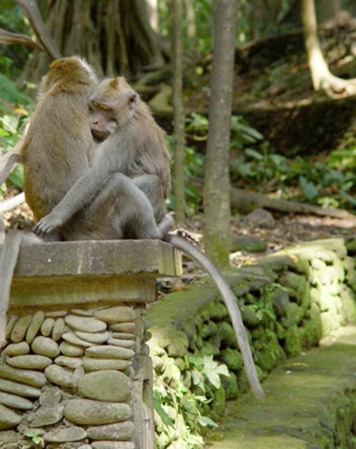 Two monkeys sitting together on a stone wall in Sacred Monkey Forest