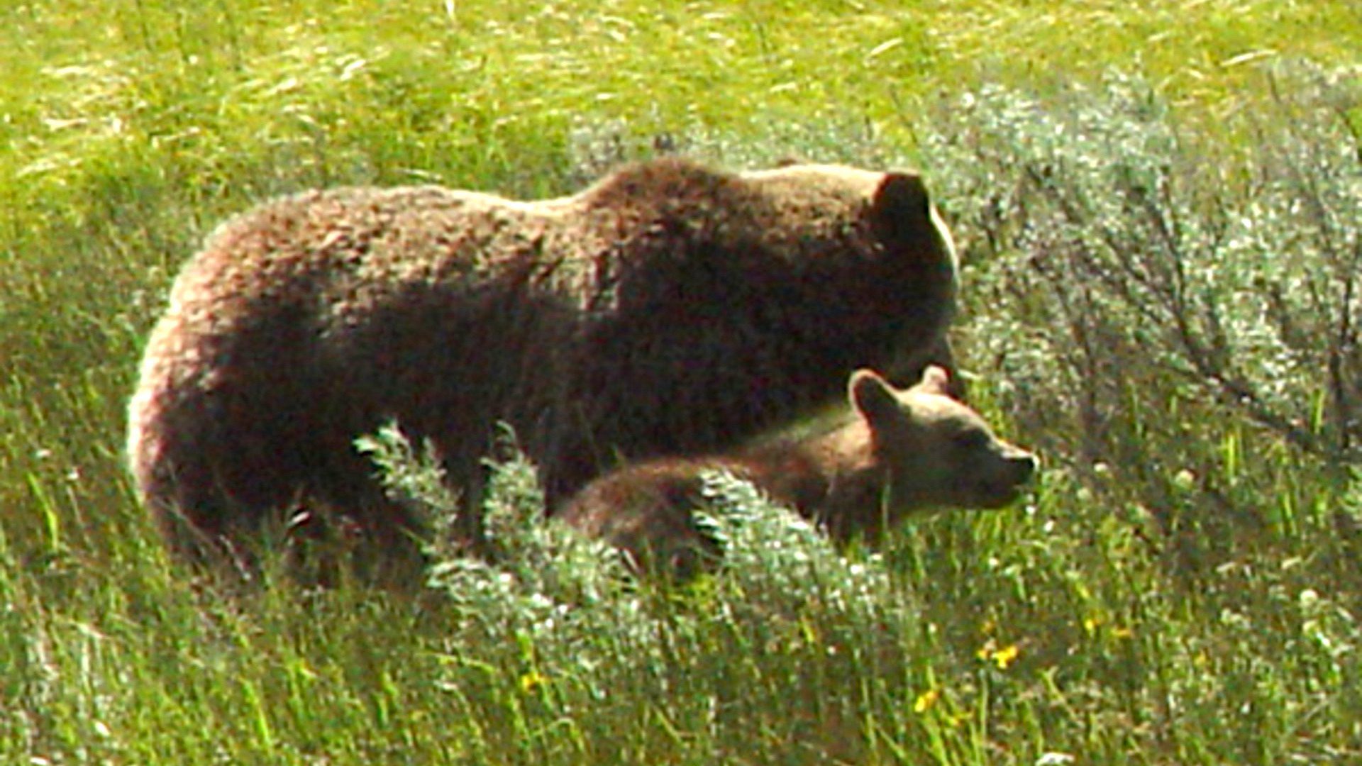 Mother Grizzly Bear with Cub in the Wild
