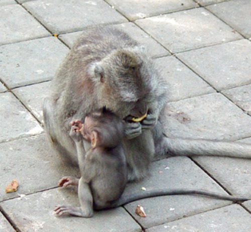 Mother monkey feeding while baby macaque sits beside her in Ubud