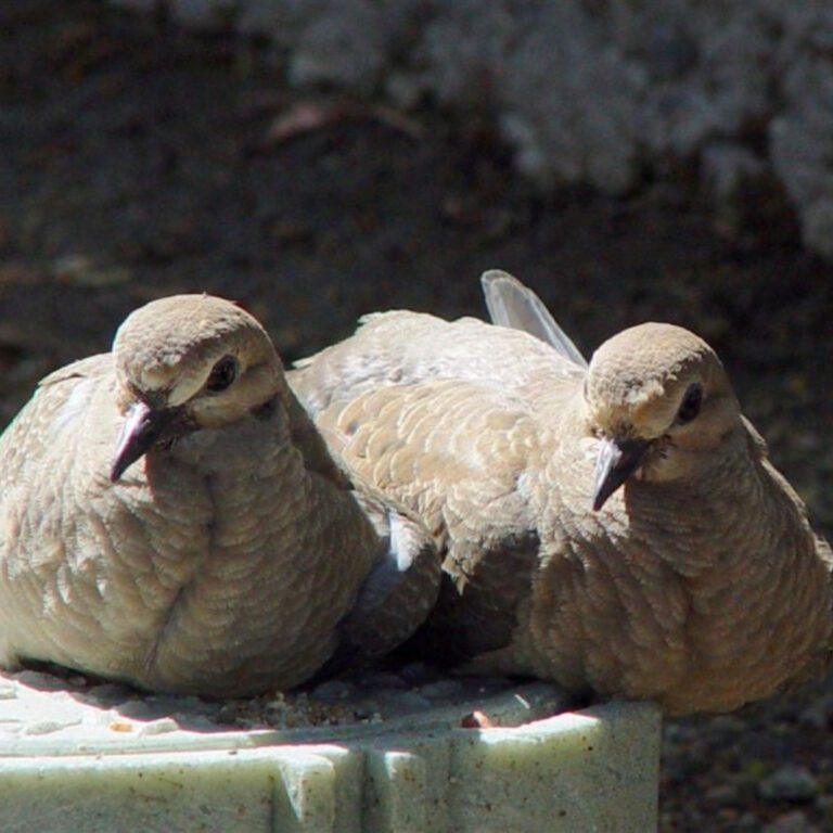 Mourning Dove Pair – Wildlife Bird Square Wallpaper