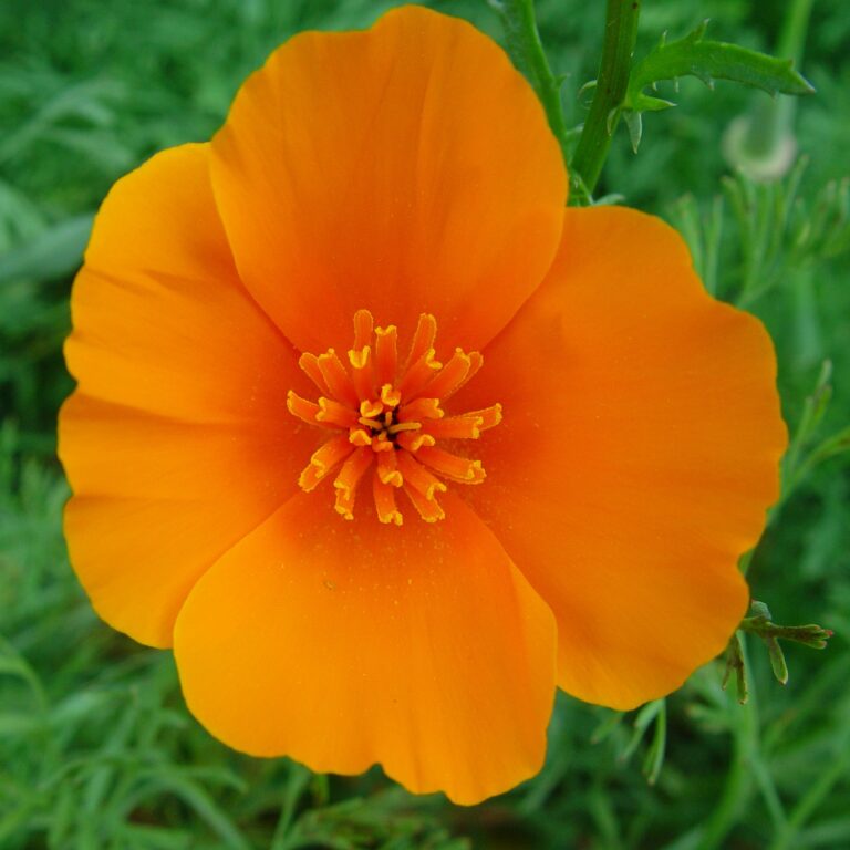 Orange Poppy Flower – Vibrant Macro Bloom