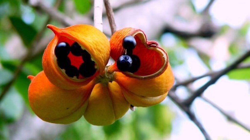 Koh Tao — The Vacation That Taught Me How I Like to Travel 5 Orange seed pods opened revealing glossy black seeds macro