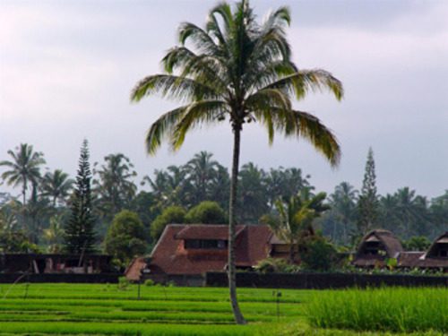 Palm tree overlooking green rice fields in Ubud Bali